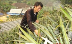 Bí thư đoàn làm “vua” chuối, dứa